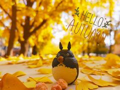 -三里屯东五街银杏大道