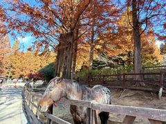 -神户市立六甲山牧场