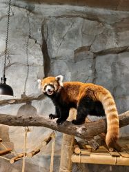 -Zoolung Zoolung动物主题公园(海信广场店)