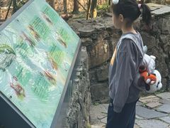 -都江堰中华大熊猫苑