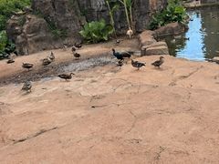 -海南热带野生动植物园