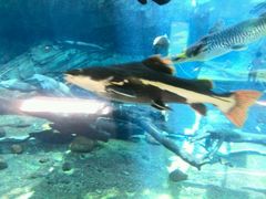 -广东省拱北口岸中国旅行社(华宾营业部)