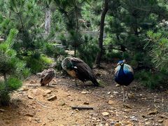 -西霞口神雕山野生动物世界