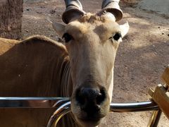 -清迈夜间动物园