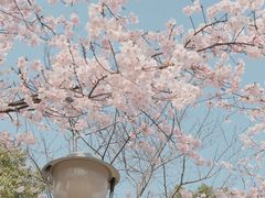-顾村公园