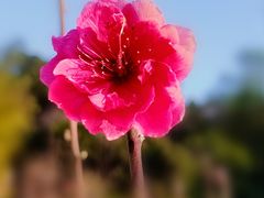 -南国桃园旅游度假区