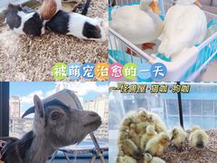 -怪兽屋·羊驼·猫咖·狗咖(俊华广场店)