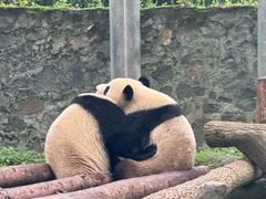 -都江堰中华大熊猫苑