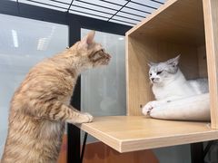 -德克士精巧店(大宁百联精巧PL店)