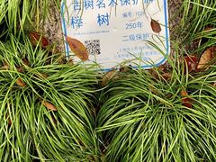 -秋霞圃