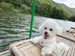 -翊宠yipet猫狗购宠庄园犬舍•猫舍