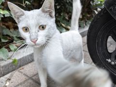 -星巴克(深圳侨城街店)