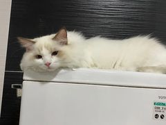 -东方名猫馆·英短金渐层布偶猫舍(环线广场1号楼店)