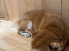 -是阿柴呀！柴犬咖啡·爱喵喵猫咖