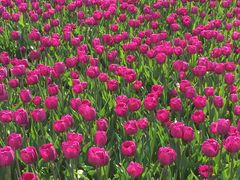 -玄武湖景区-情侣园游乐场