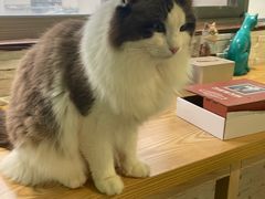 -猫在这儿猫咪咖啡馆·撸猫馆