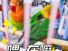 -清平路水族市场