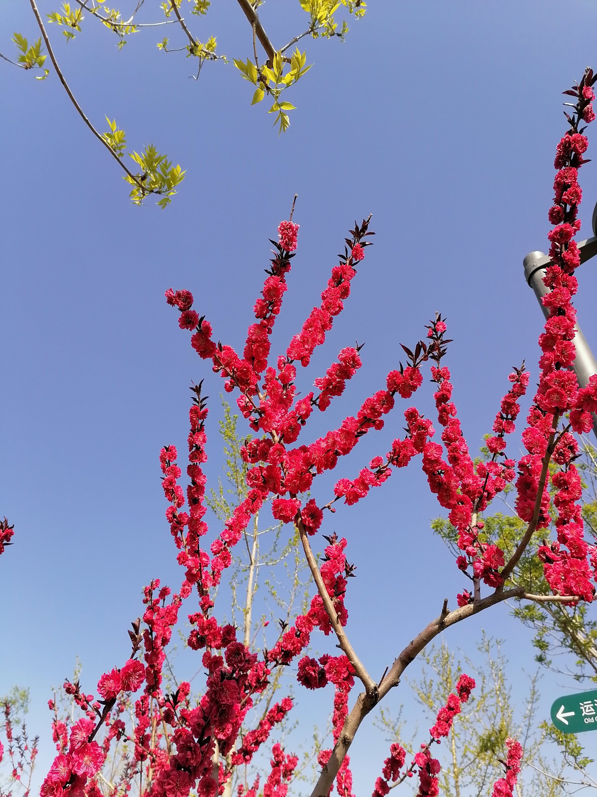 红花碧桃花期图片