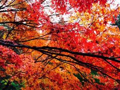 -西芳寺(苔寺)