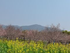 -天适樱花悠乐园