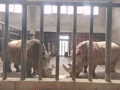 -石家庄市动物园