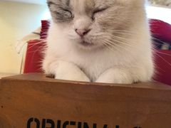 -猫色咖啡·猫咖