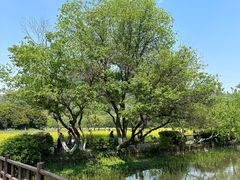 -八卦田遗址公园