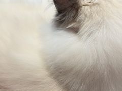 -FAELING PETS美天灵宠物(富力广场店)