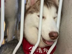 -Husky Go! 哈士奇体验馆·宠物咖啡厅狗咖