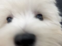 -瑞派·关忠动物医院·猫专科·犬专科(三环新城店)
