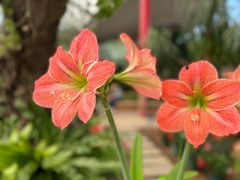 -中国科学院华南植物园