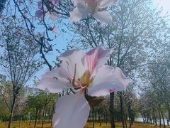 -广东花都湖国家湿地公园
