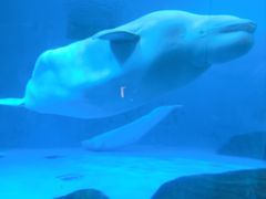 -海合安成都极地海洋公园