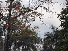 -攀枝花公园