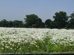 -径山花海