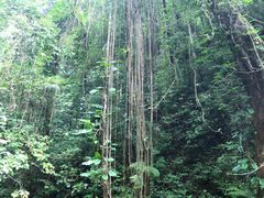 -莫里热带雨林景区