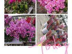 -中环花鸟鱼虫市场