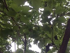 -荣德灶台鱼(圣泉寺店)