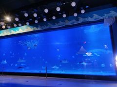 -烟台海昌鲸鲨海洋公园