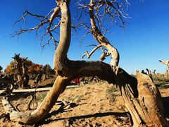 -沙漠世界地质公园