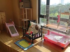 -70cat德文卷毛猫·缅因猫纯种猫舍