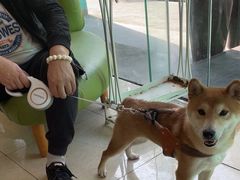 -瑞派申生动物医院·24H夜诊·国际动物医疗中心·骨外科(吴中路店)