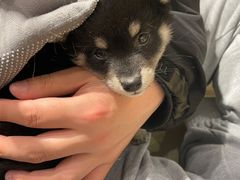 -逗柴咖啡屋·狗咖猫咖宠物桌游
