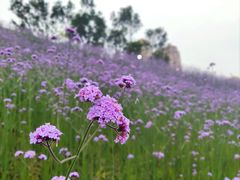 -石井坡(地铁站)