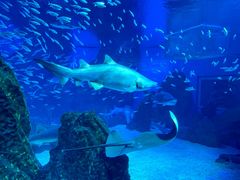 -海合安成都极地海洋公园