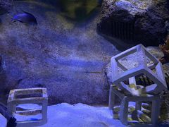 -暹罗海洋世界