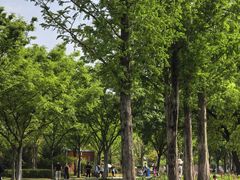 -苏州上方山国家森林公园
