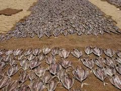 -尼甘布海鲜市场