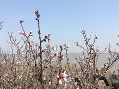 -上海滨江森林公园