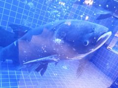 -忆江南·临江鱼馆